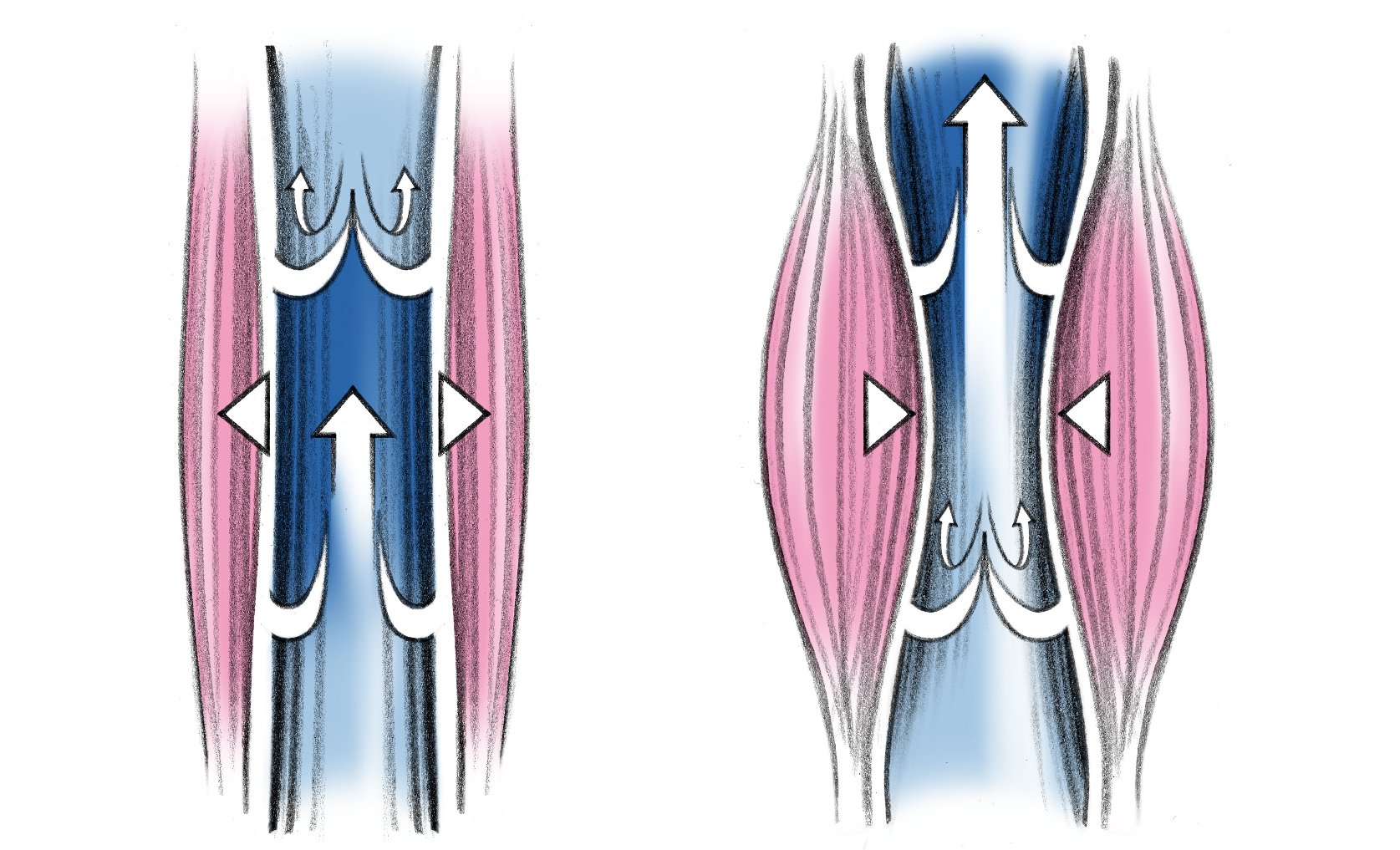 calf muscle as blood pump