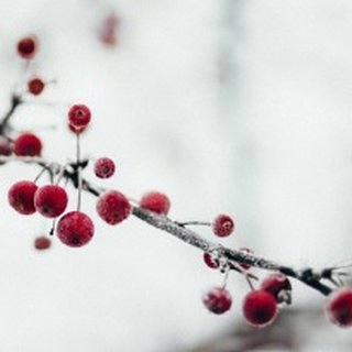 Wenn der Winter Einzug hält, verändert sich nicht nur unsere Umwelt.